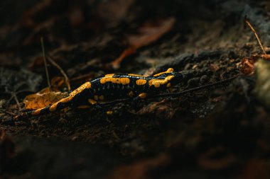 Sonbaharın başında ıslak orman zemininde turuncu yapraklı sarı ve siyah ateş semenderi.