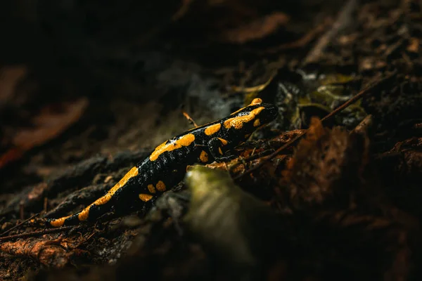 黄黑相间的火蛇在黄黄相间的树叶覆盖的潮湿的森林地面上飞舞 — 图库照片