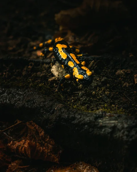 Желтый Черный Саламандра Огня Влажной Лесной Почве Оранжевыми Листьями Начале — стоковое фото