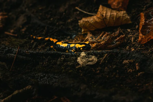 Yellow Black Fire Salamander Wet Forest Ground Orange Leaves Beginning — Stock Photo, Image