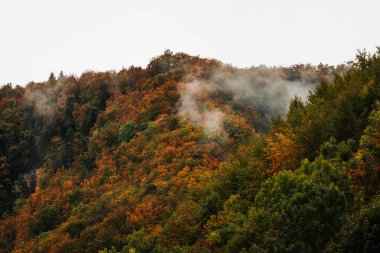 Dağdaki bir sonbahar ormanının sisli, sarı ve portakal ağaçlı havası.