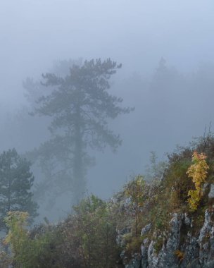 Blaubeuren 'de sonbaharda sabah sislerin içinde ağaçlar ve kayalar kayboluyor.