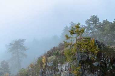 Blaubeuren 'de sonbaharda sabah sislerin içinde ağaçlar ve kayalar kayboluyor.