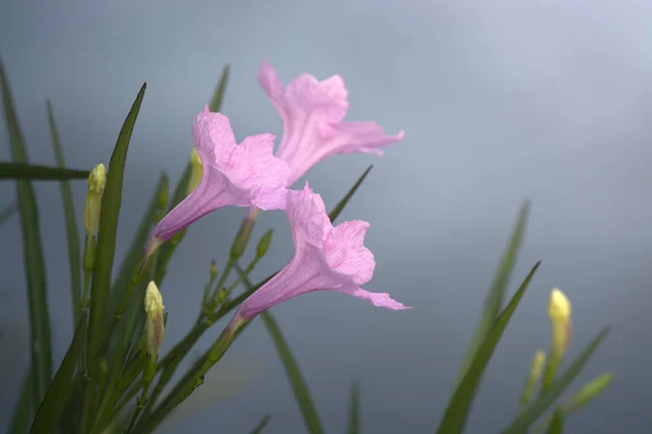 粉红色的花 Ruellia 作为背景 — 图库照片