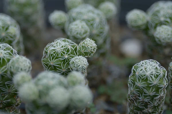 Cactus Árbol Jardín Como Fondo —  Fotos de Stock