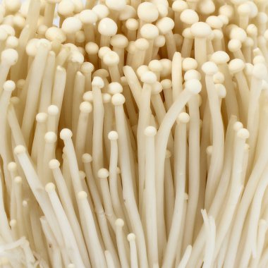 Altın iğne mantar veya Enoki mantar izole beyaz arka plan üzerinde