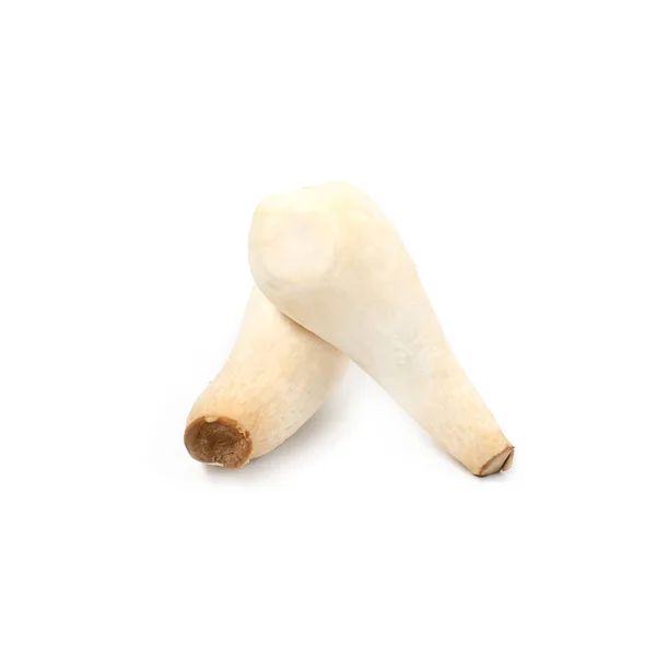 King Oyster Mushroom Eringi White Backgroud — Stock Photo, Image