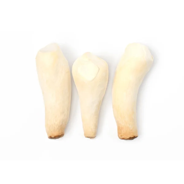 King Oyster Mushroom Eringi White Backgroud — Stock Photo, Image