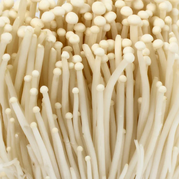 Altın iğne mantar veya Enoki mantar izole beyaz arka plan üzerinde