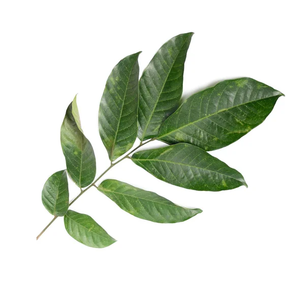 Leaf Tropical Fruit Longkong White Background — Stock Photo, Image