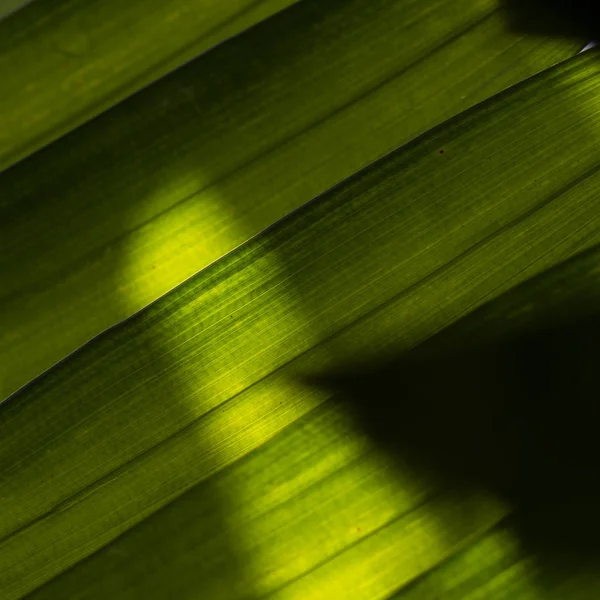 Hoja Coco Como Fondo — Foto de Stock