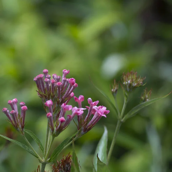 Fiore Rosa Giardino Come Sfondo — Foto Stock