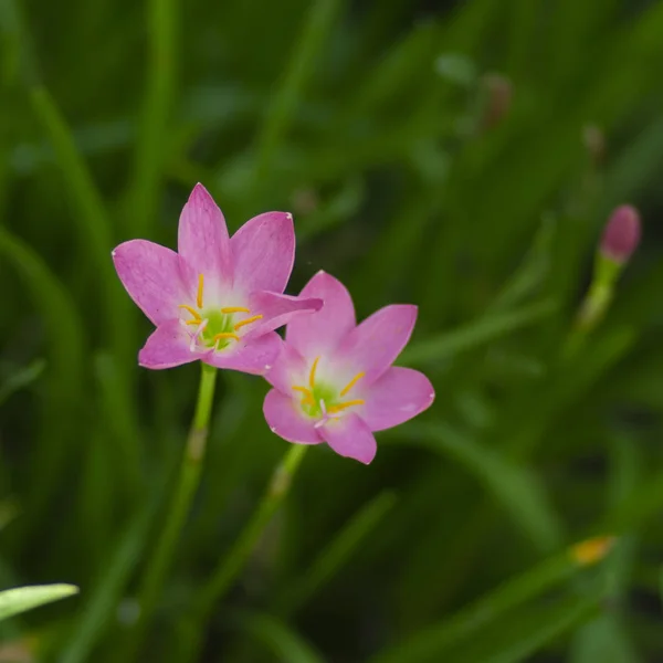 Curcuma Sessilis Σιάμ Τουλίπα Λουλούδια Πεδία — Φωτογραφία Αρχείου