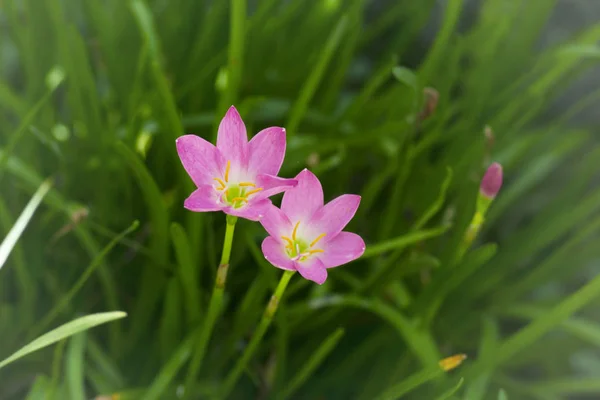 Curcuma Sessilis Siam Tulip Flowers Fields — Stock Photo, Image