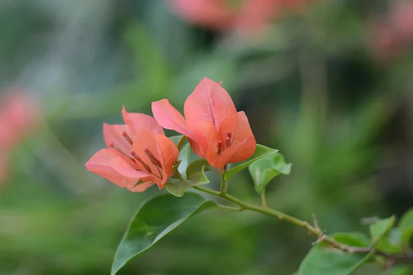 Бугенвіль Червона Квітка Розквітає Фоні Зеленого Дерева — стокове фото