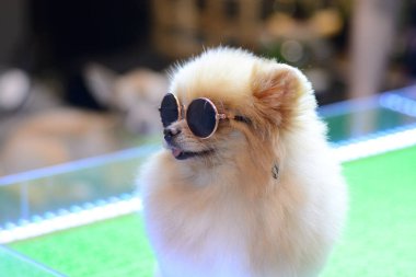 Bebek köpek cam arka plan olarak