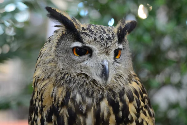 Búho Águila Euroasiática Pájaro Posado Árbol — Foto de Stock