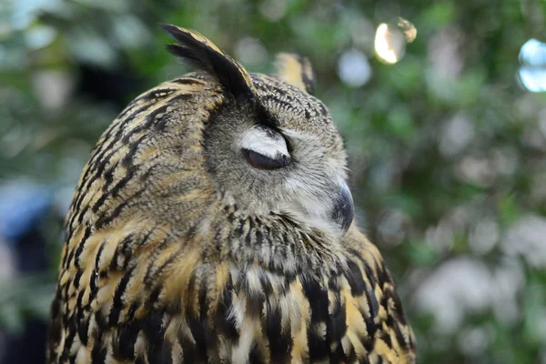 Búho Águila Euroasiática Pájaro Posado Árbol — Foto de Stock