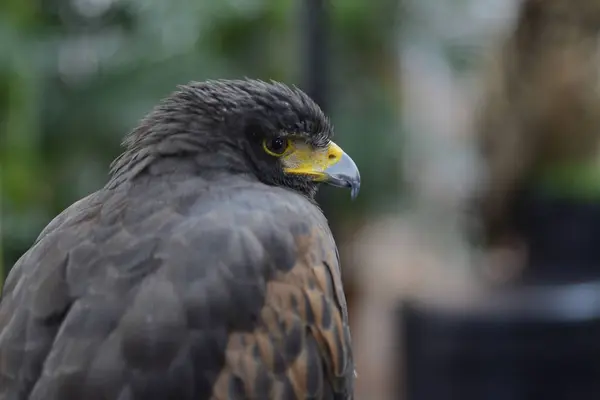 Harris Hawk Posado Árbol — Foto de Stock