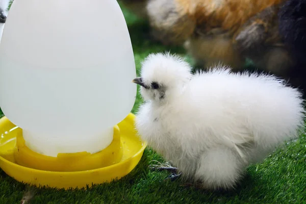 Pollo Sedoso Mascota Granja —  Fotos de Stock