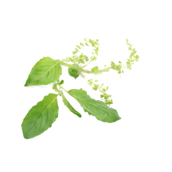 Holy Basil Tulsi Leaves — Stock Photo, Image