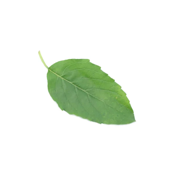 거룩한 Tulsi — 스톡 사진