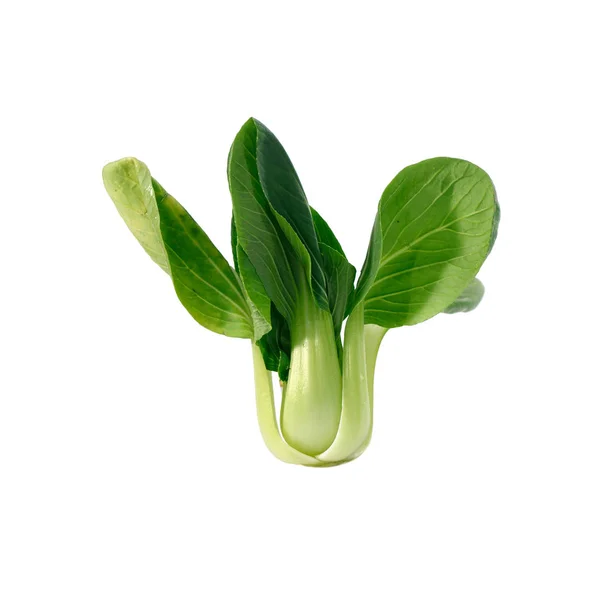 Baby Bok Choy Pak Choi Chinese Cabbage — Stock Photo, Image