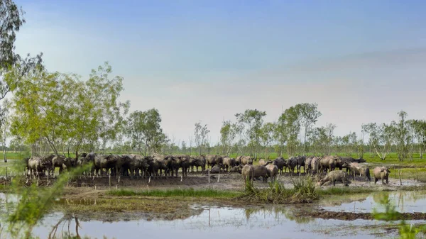 Granja Búfalos Arcilla Con Fondo Azul Cielo — Foto de Stock