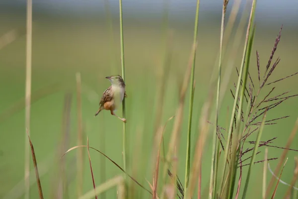 Pallas Sprinkhaanzanger Bird Zitstokken Gras — Stockfoto