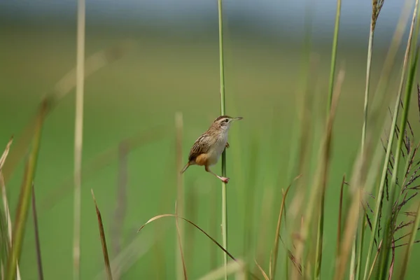 Pallas Kobylko Pěnice Pták Prohlížení Trávě — Stock fotografie