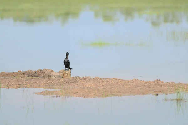 Pequeños Cormoranes Posando Secando Las Alas Contra Luz Del Sol — Foto de Stock