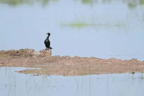 Petit Perchoir Cormoran Ailes Sèches Contre Lumière Soleil — Photo