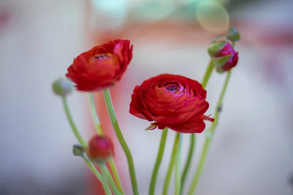 红玫瑰在分支为情人节背景 — 图库照片