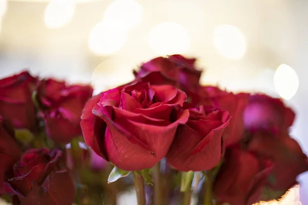 Red Rose Branch Valentine Day Background — Stock Photo, Image