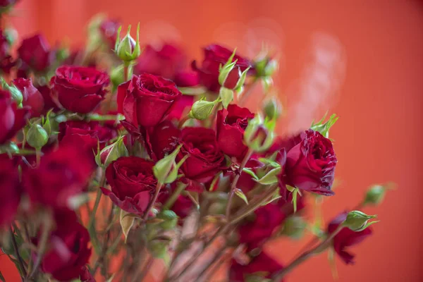 Rosa Vermelha Ramo Para Fundo Dia Dos Namorados — Fotografia de Stock