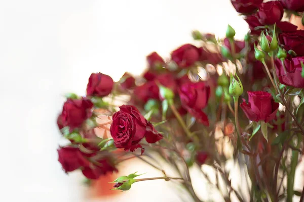Κόκκινο Τριαντάφυλλο Στον Κλάδο Για Φόντο Ημέρα Αγίου Βαλεντίνου — Φωτογραφία Αρχείου