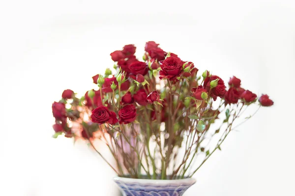 Red Rose Branch Valentine Day Background — Stock Photo, Image