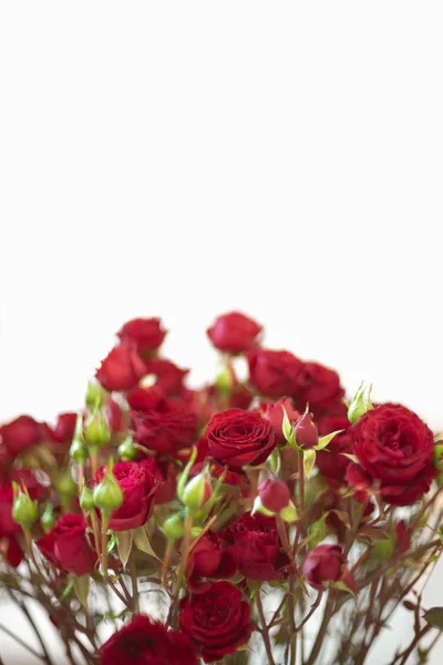 Red Rose Branch Valentine Day Background — Stock Photo, Image