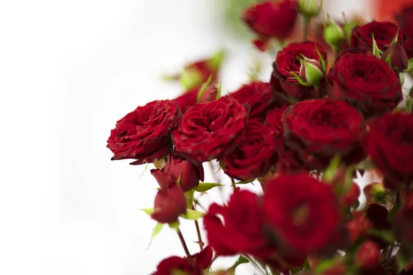 Red Rose Branch Valentine Day Background — Stock Photo, Image