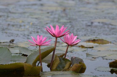 Arka plan olarak havuzda pembe nilüferim