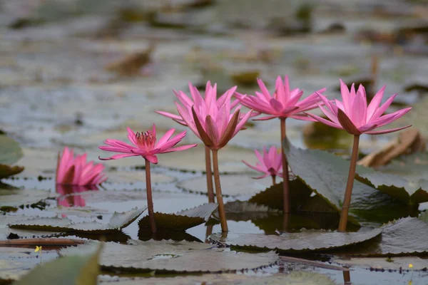 Fiori Loto Rosa Nello Stagno Come Sfondo — Foto Stock