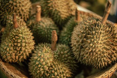 Meyvelerin kralı Durian, Güneydoğu Asya'nın tropik meyvesidir..