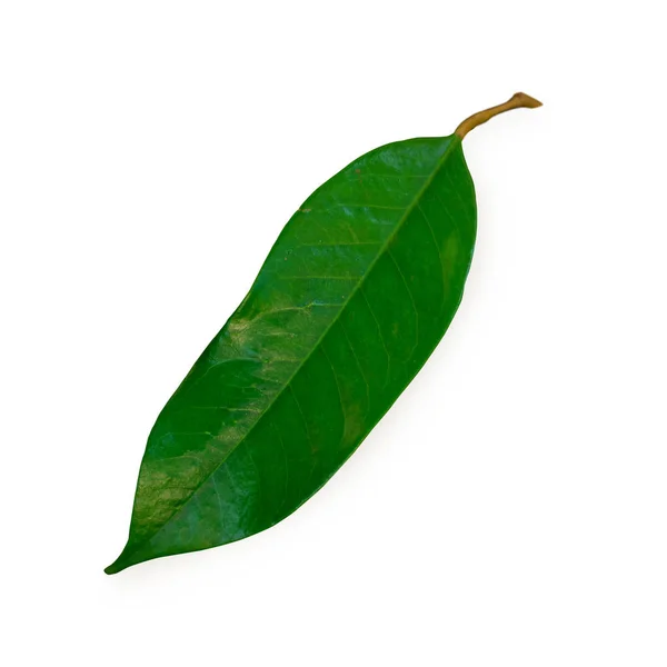 Durian leaf , Durian is tropical fruit of southeast asia. — Stock Photo, Image