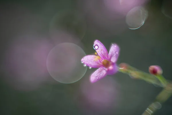 背景として庭にタリナムパニクラタムピンクの花の花 — ストック写真