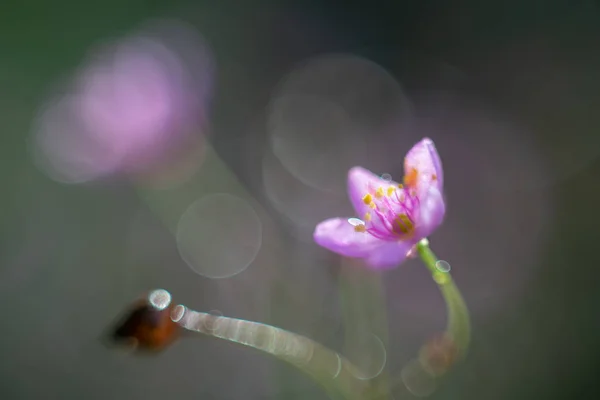 背景として庭にタリナムパニクラタムピンクの花の花 — ストック写真