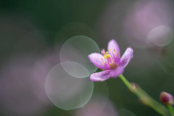 背景として庭にタリナムパニクラタムピンクの花の花 — ストック写真