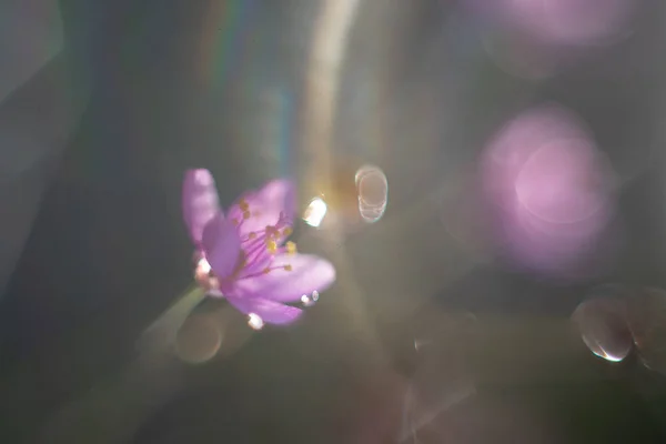 背景として庭にタリナムパニクラタムピンクの花の花 — ストック写真