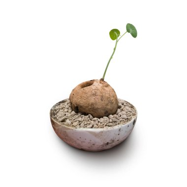 beyaz arka plan üzerinde izole pişmiş kil tencerede yeşil bonsai