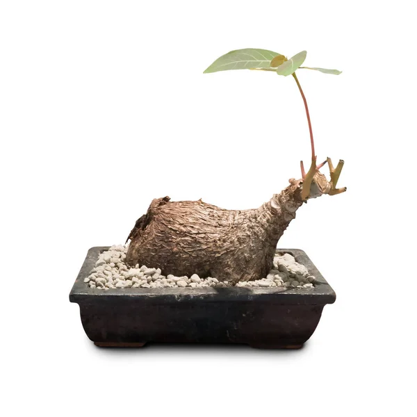 Bonsai verde em panela de barro assado isolado no fundo branco — Fotografia de Stock