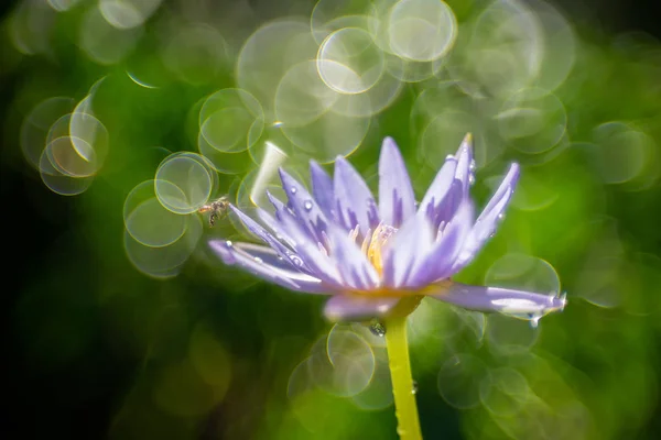 Kwiat lotosu nad bąbelkami bokeh — Zdjęcie stockowe